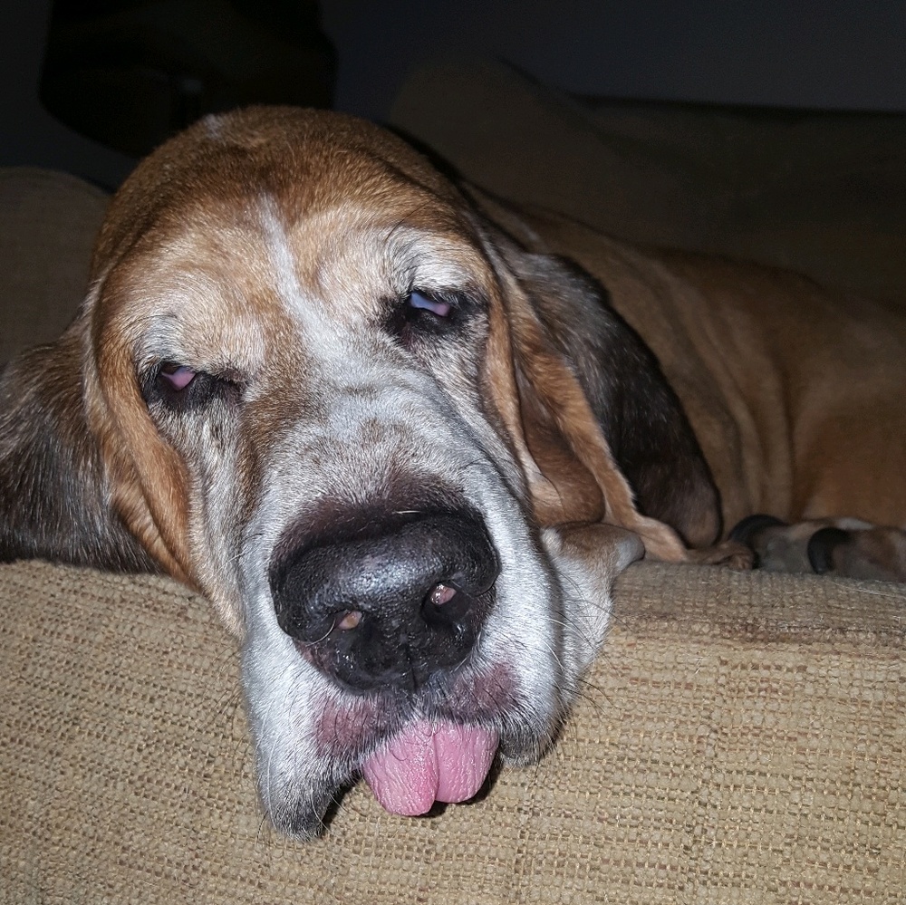 Meet your Posher, Danika